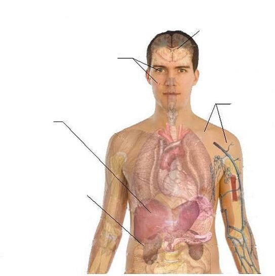 U tili va qollari bilan mushukini silaydi
